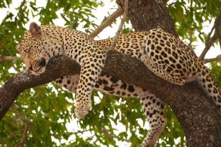 Fotomurales - Leopardo