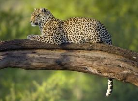 Fotomurali - Leopardo