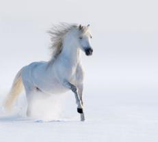 Fototapet - Hest