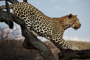 Fotomurali - Leopardo