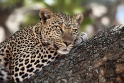 Fotomurales - Leopardo