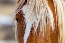 Wall Murals - Horse
