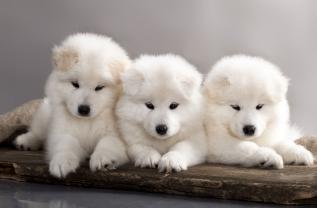 Papier Peint Photo - Chiens Chiots