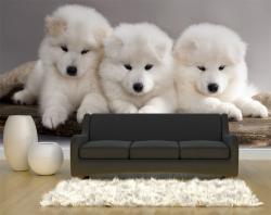 Puppies