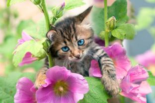 Fototapeten - Katzen