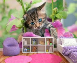 Katzen