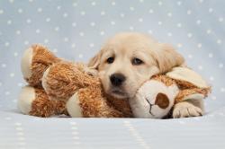 Wall Murals - Puppy