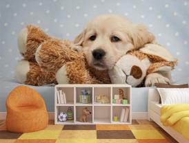 Hond Puppy