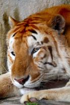 Murais de Parede - Tigre