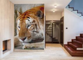 Tigre