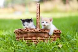 Papier Peint Photo - Chatons