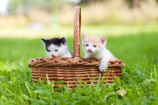 Wall Murals - Kittens