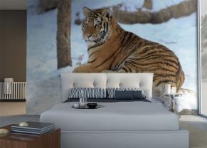 Tigre