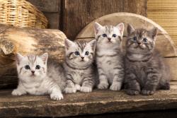 Wall Murals - Kittens