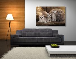 Papier Peint Photo - Chatons