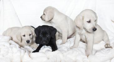Murais de Parede - Cães Cachorros