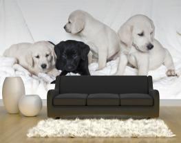 Honden Puppies