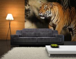 Tigre
