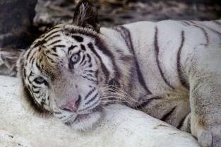 Murais de Parede - Tigre