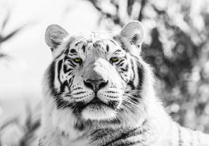 Fotomurali - Tigre
