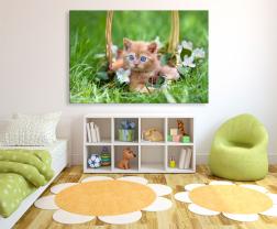 Fotobehang - Kleine Kat Kitten
