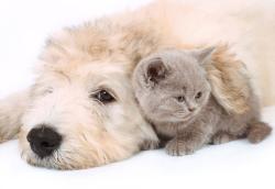 Wall Murals - Puppy & Kitten