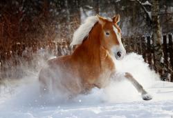 Fototapeten - Pferd