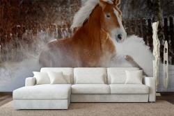 Horse on the Snow