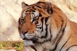 Fototapeter - Tigern