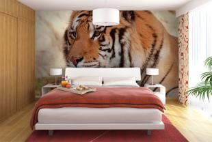 Tigre