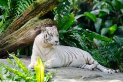 Murais de Parede - Tigre