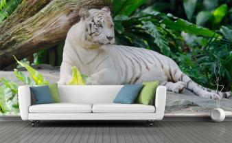 Tigre