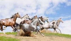 Fototapet - Hest