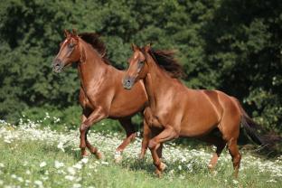 Wall Murals - Horses