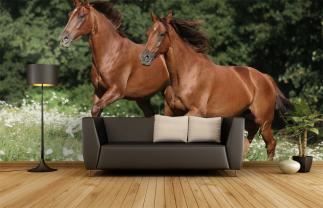 Chevaux