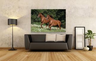 Wall Murals - Horses
