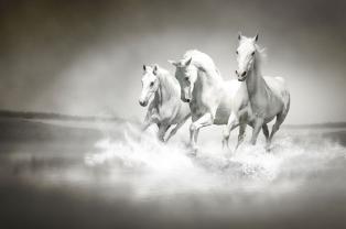 Papier Peint Photo - Chevaux