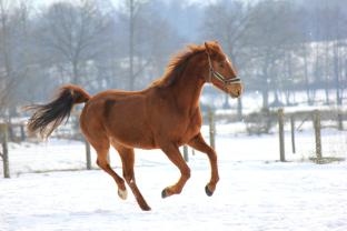 Fotomurales - Caballo