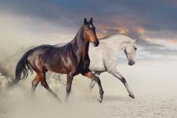 Papier Peint Photo - Chevaux blanc et noir