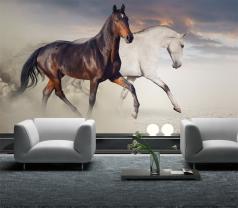 White and black horses