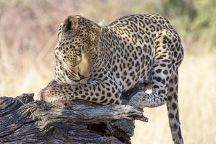 Murais de Parede - Leopardo