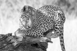 Murais de Parede - Leopardo
