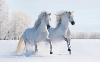 Fotobehang - Paard