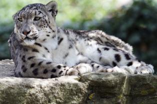 Fotomurali - Leopardo