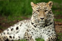Fototapet - Leopard