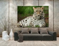 Fototapet - Leopard