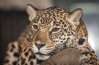 Fototapeter - Leopard