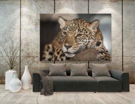 Fototapeter - Leopard