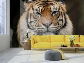 Tijger