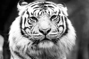 Murais de Parede - Tigre